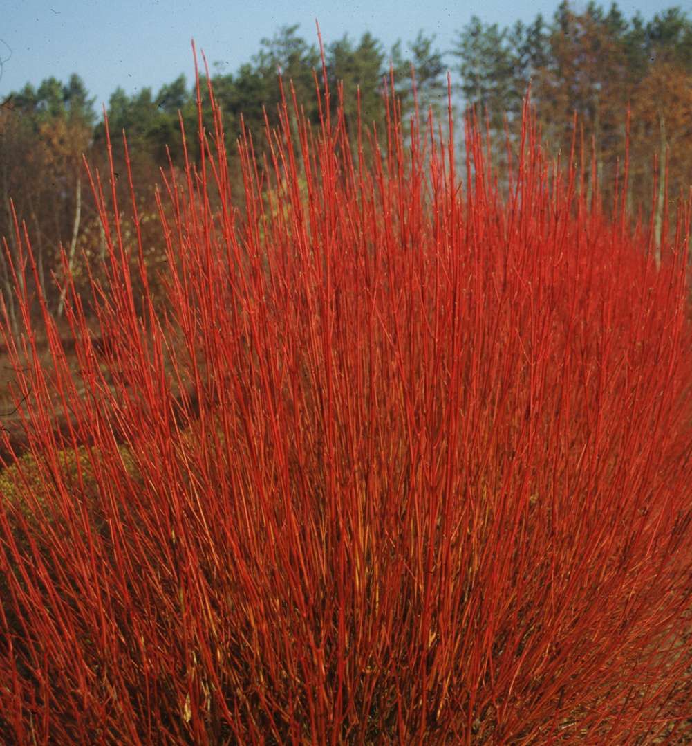 Cardinal red twig dogwood natorp s online plant store